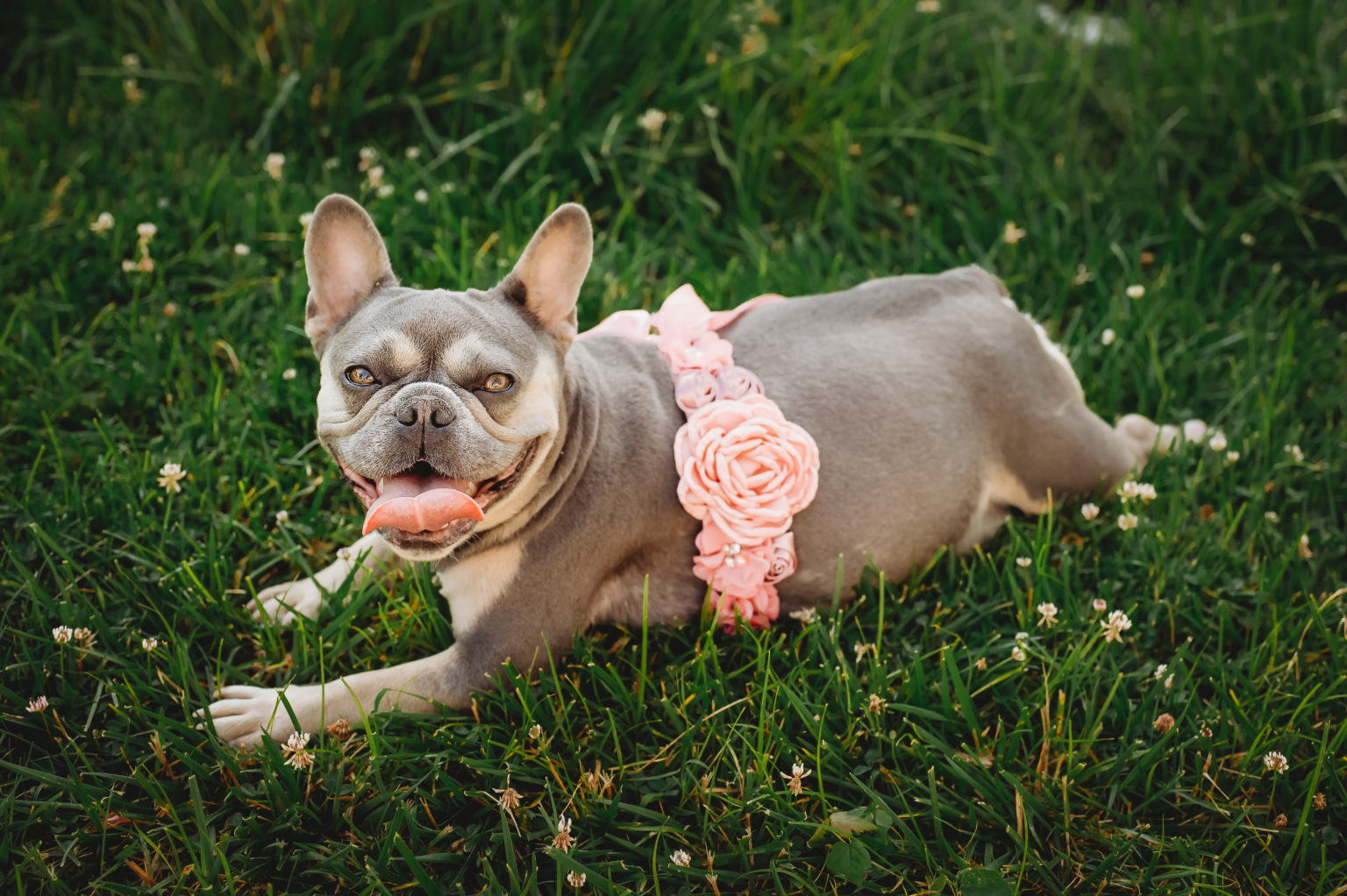 King's Royal Frenchies Best French Bulldog Breeder in Dayton, Ohio